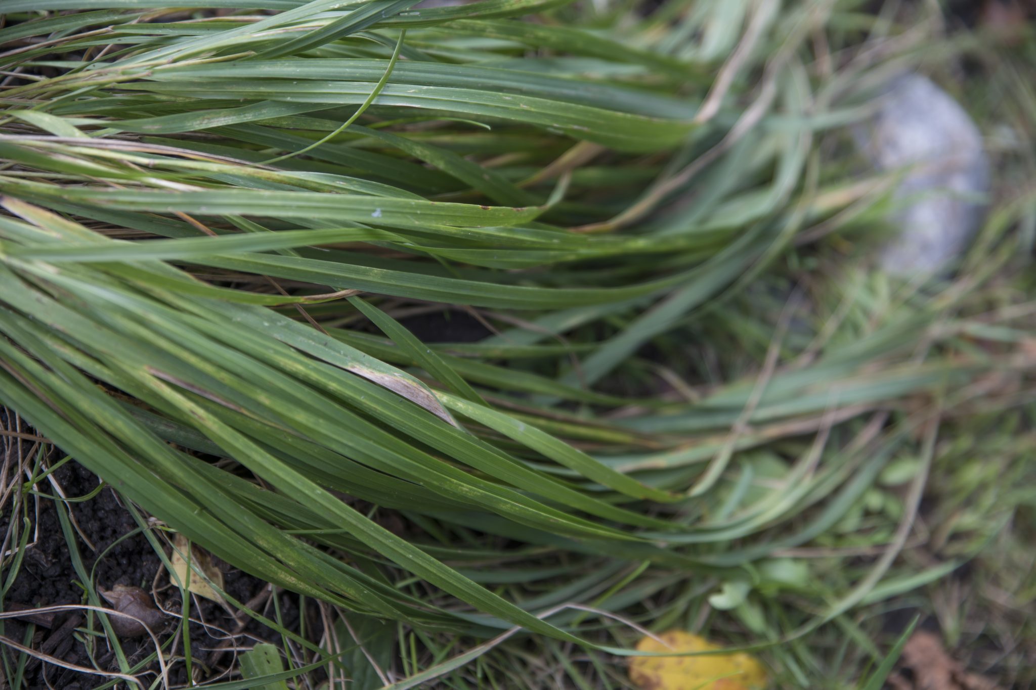 close up of sweet grass