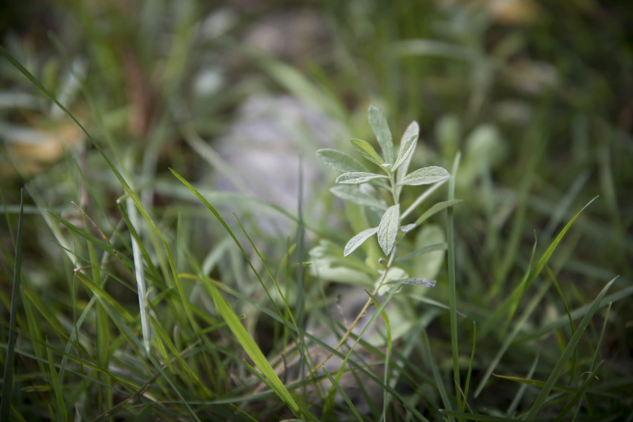 close up of plants growing